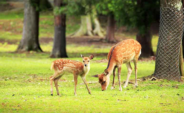 Guindy National Park